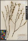Foto von Salix serissima (L. H. Bailey) Fern.